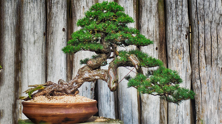 bonsai văn nhân quái