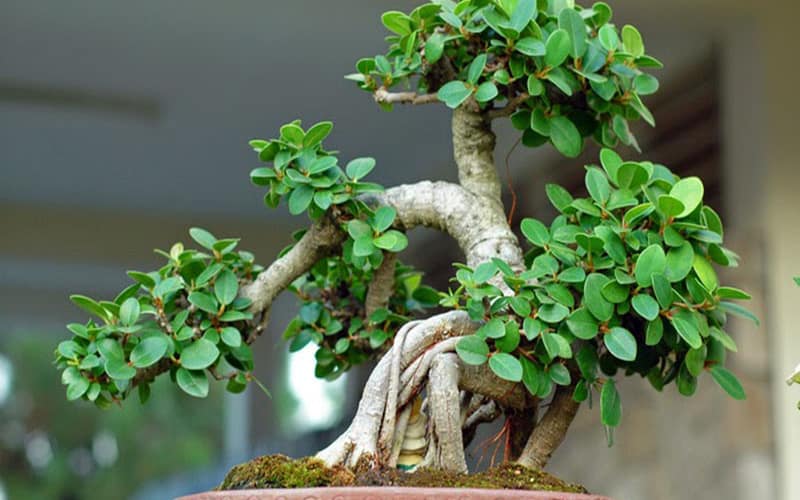 cây bonsai mini