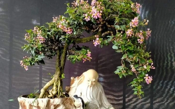 hồng ngọc mai bonsai