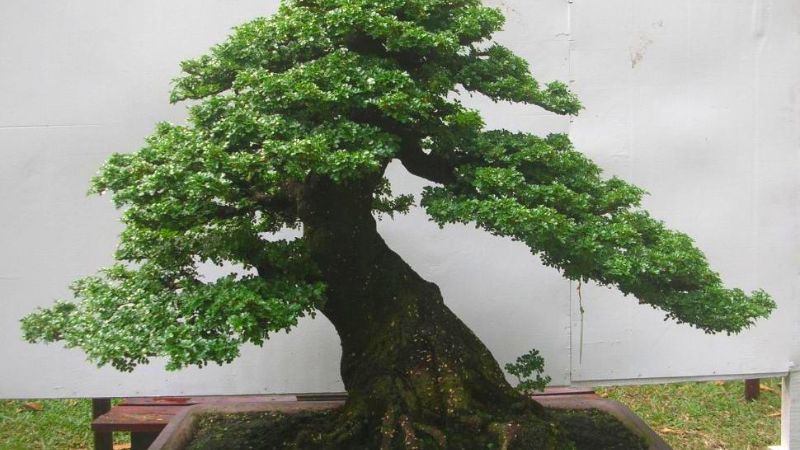 cây duối bonsai đẹp