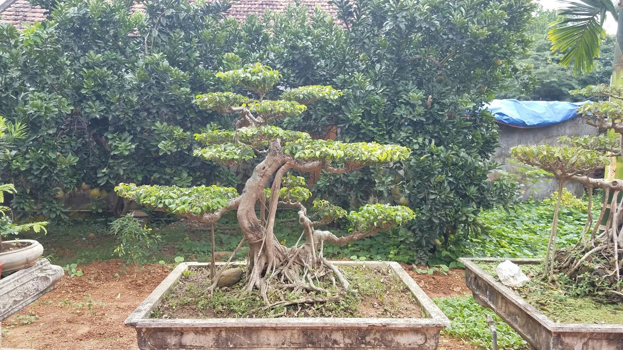 cây chòi mòi bonsai