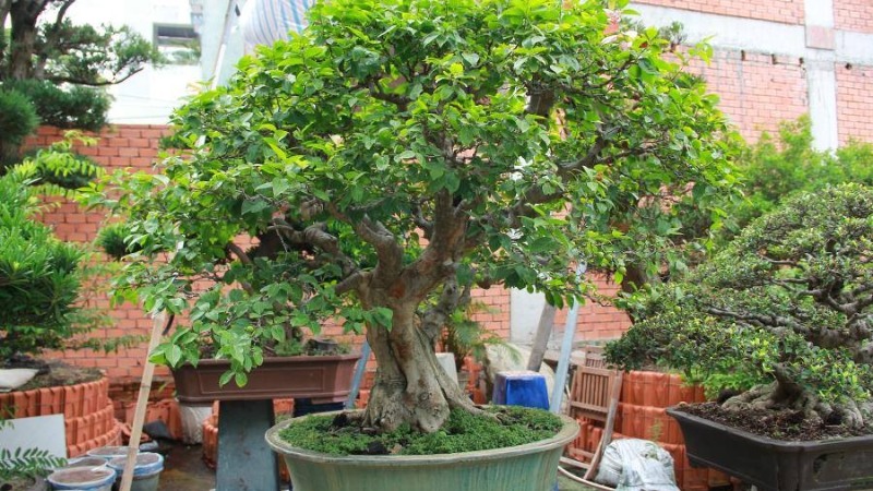 cây hồng quân bonsai