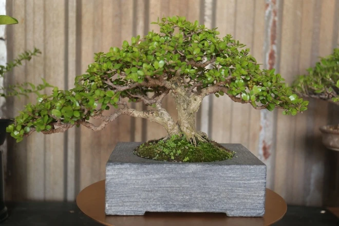 hải châu bonsai