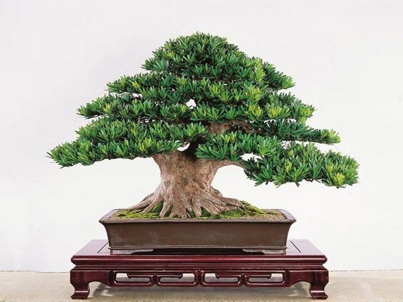 tùng la hán bonsai