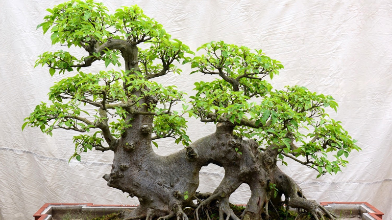 Tìm hiểu cây sung bonsai: Đặc điểm, ý nghĩa và cách trồng 