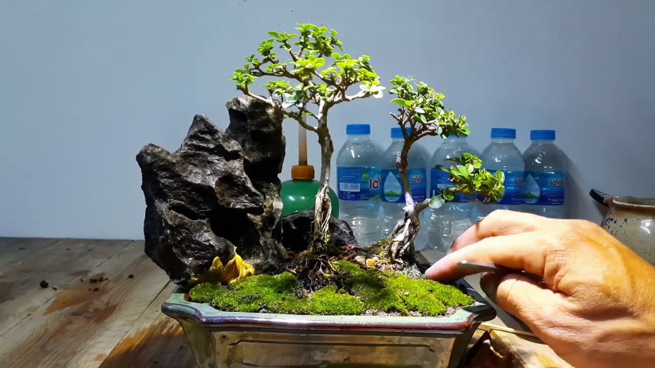 sam hương bonsai