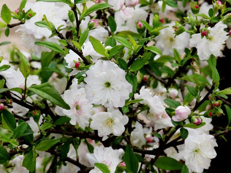 nhất chi mai bonsai