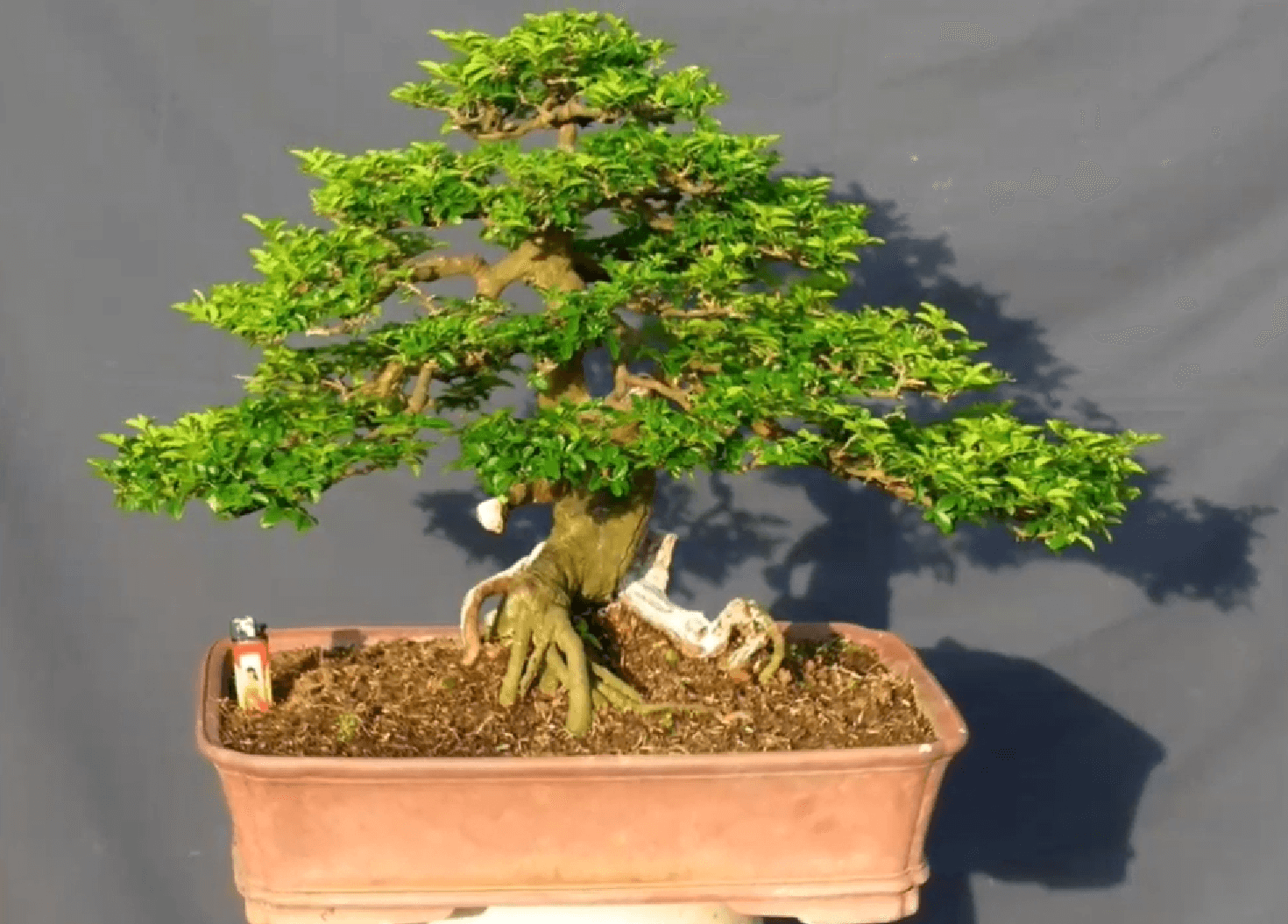 Cây kim quýt bonsai là gì? Ý nghĩa phong thủy của nó