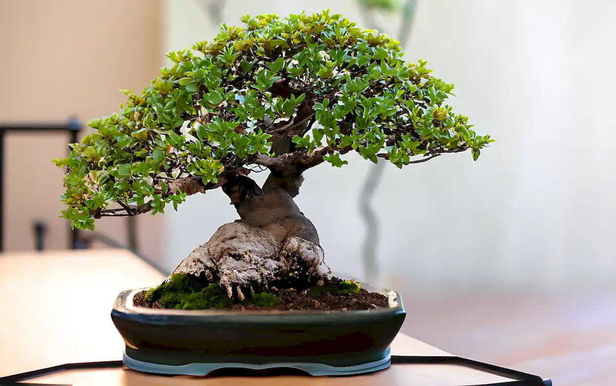 hải châu bonsai