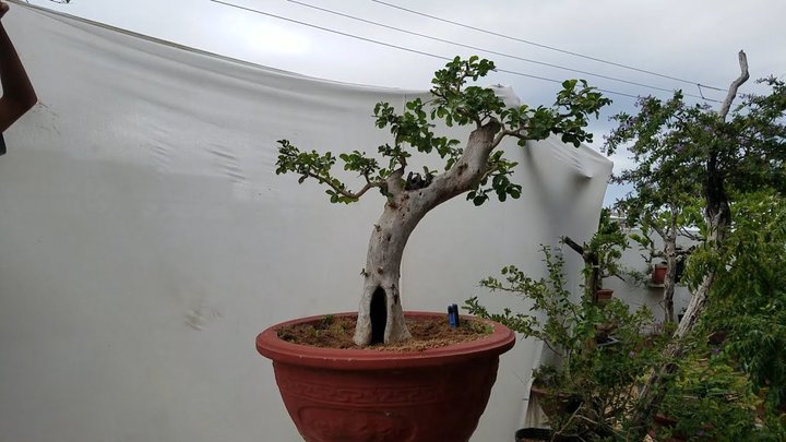 cây hồng quân bonsai