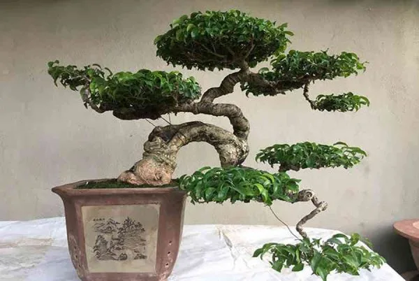 cây duối bonsai đẹp