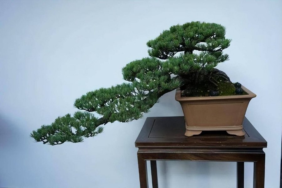 tùng la hán bonsai