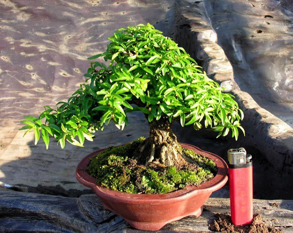 mai chiếu thủy bonsai