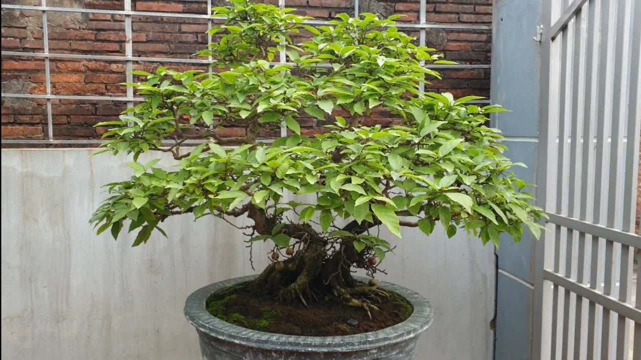 cây sung bonsai