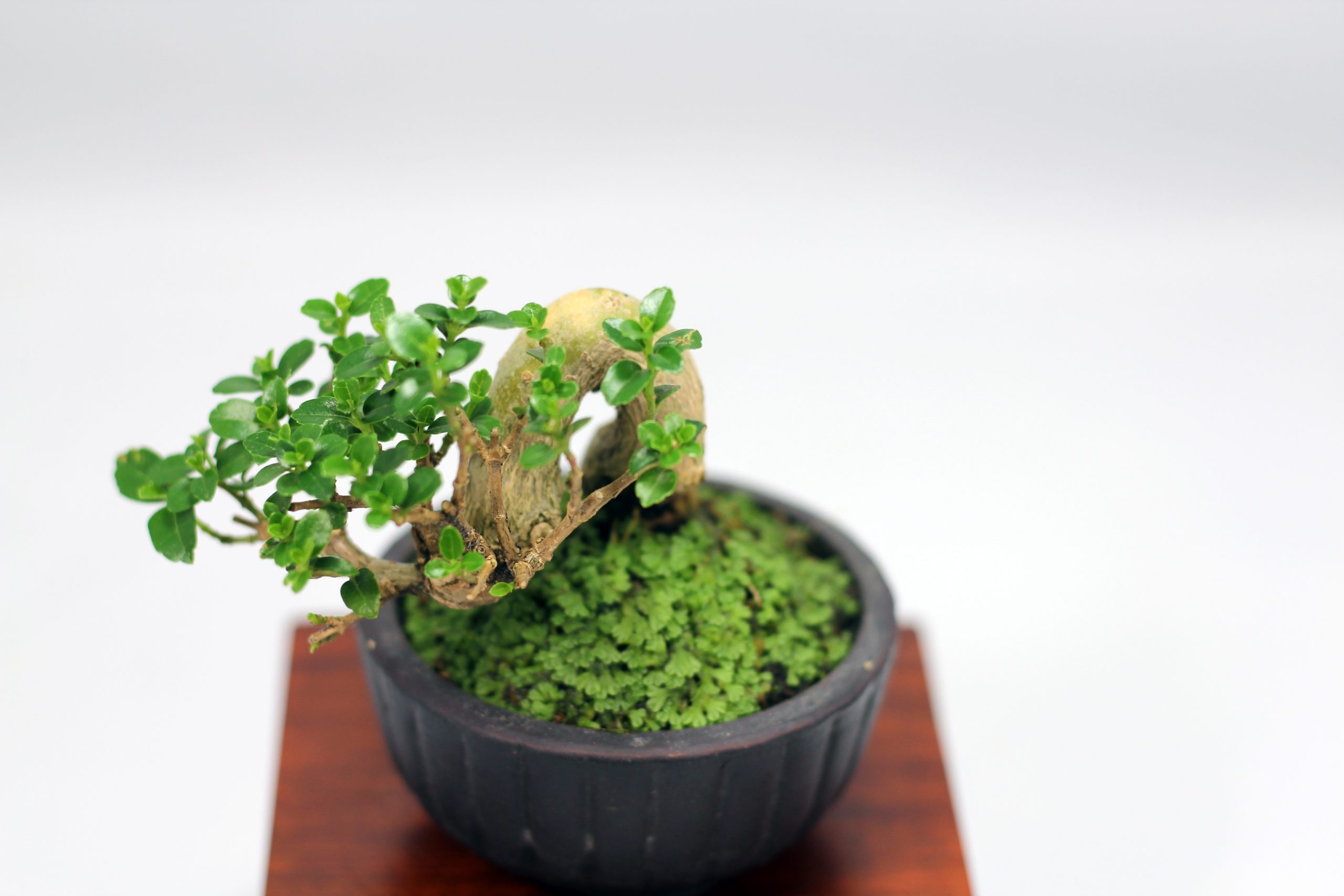 sam hương bonsai