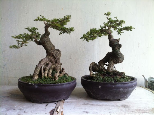 cây cần thăng bonsai