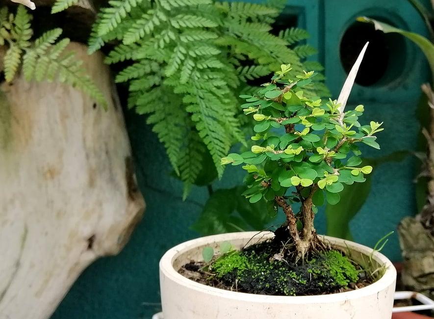 Cây bonsai mini