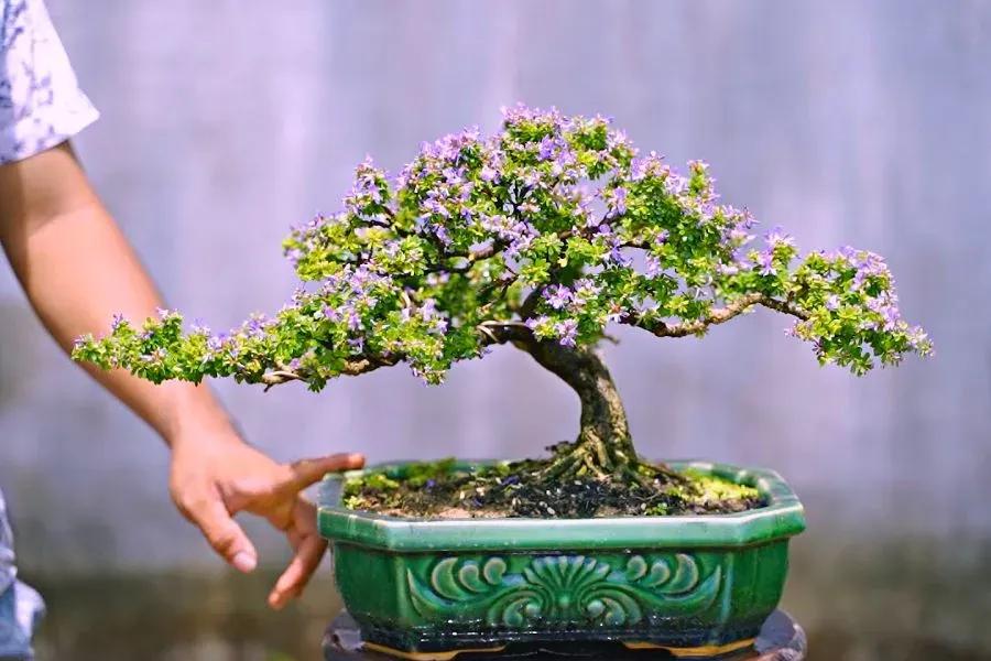 linh sam bonsai