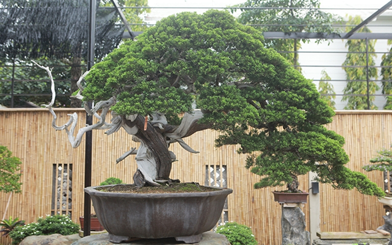 tùng la hán bonsai