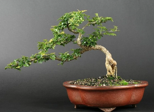 Tìm hiểu: Đặc điểm, ý nghĩa, cách trồng cây cần thăng bonsai