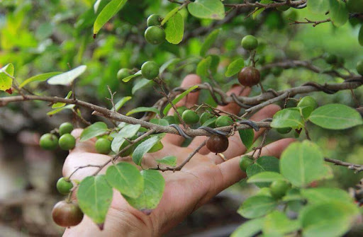 cây hồng quân bonsai