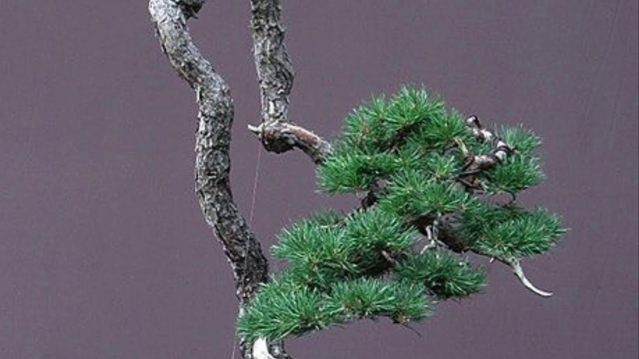 bonsai văn nhân quái