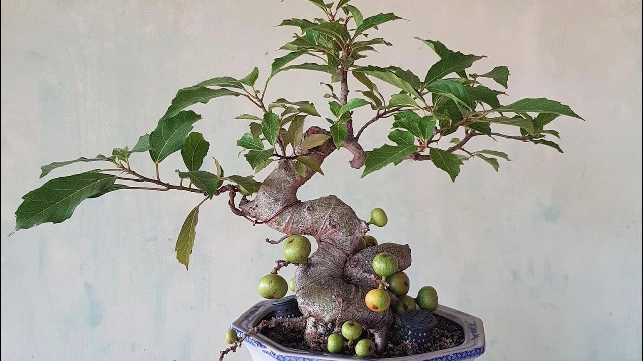 cây sung bonsai