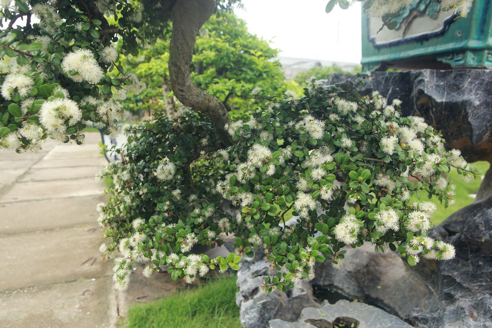 hải châu bonsai