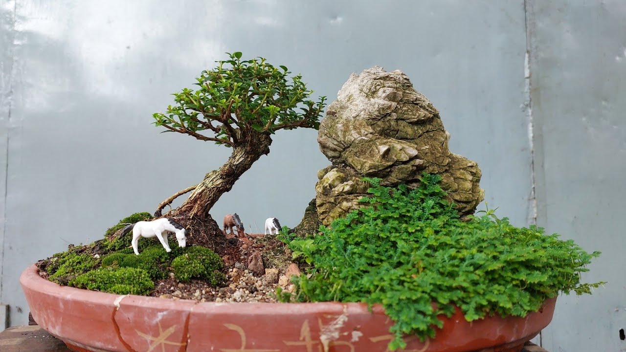 sam hương bonsai