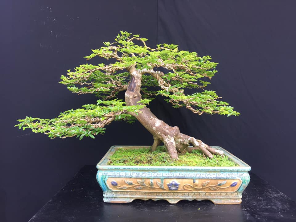 cây kim quýt bonsai