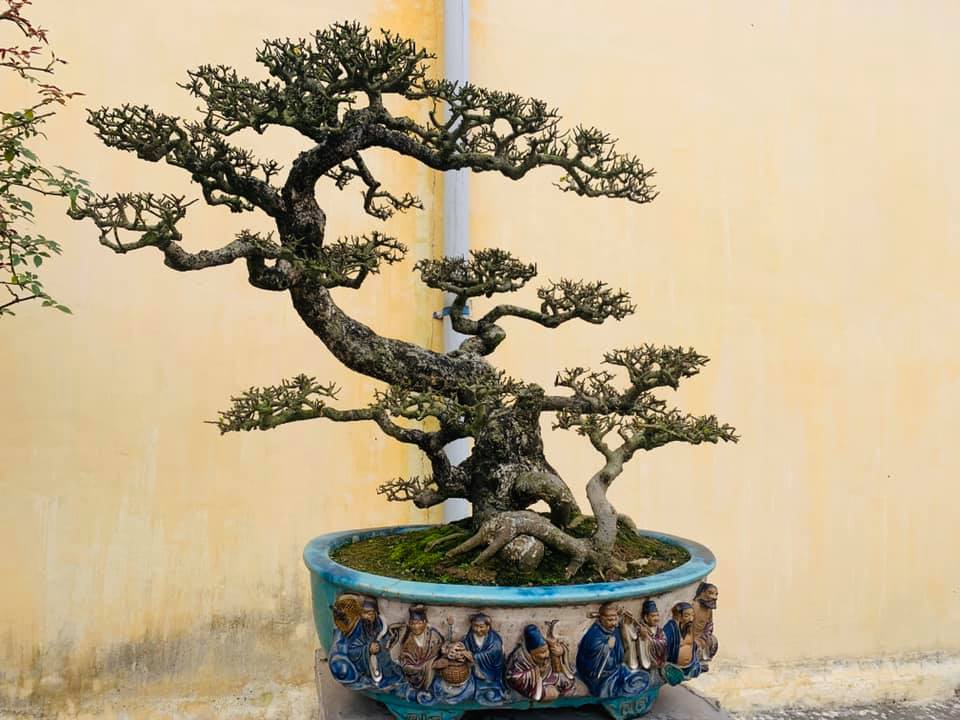 cây duối bonsai đẹp