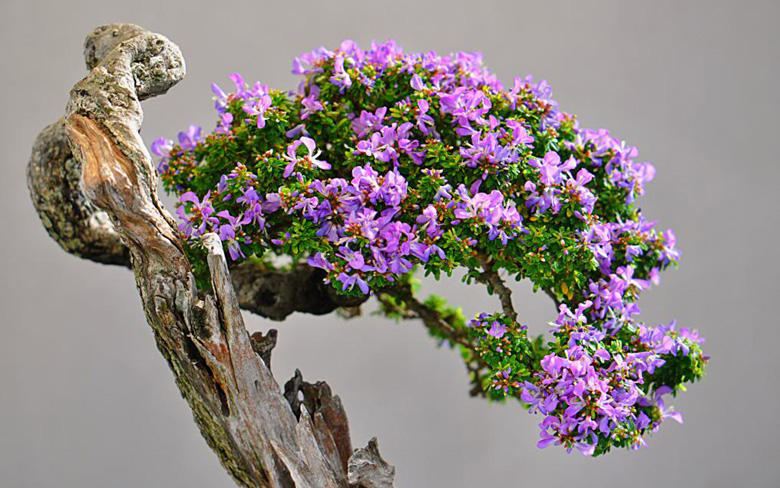 Linh sam bonsai là gì? Ý nghĩa phong thủy của nó