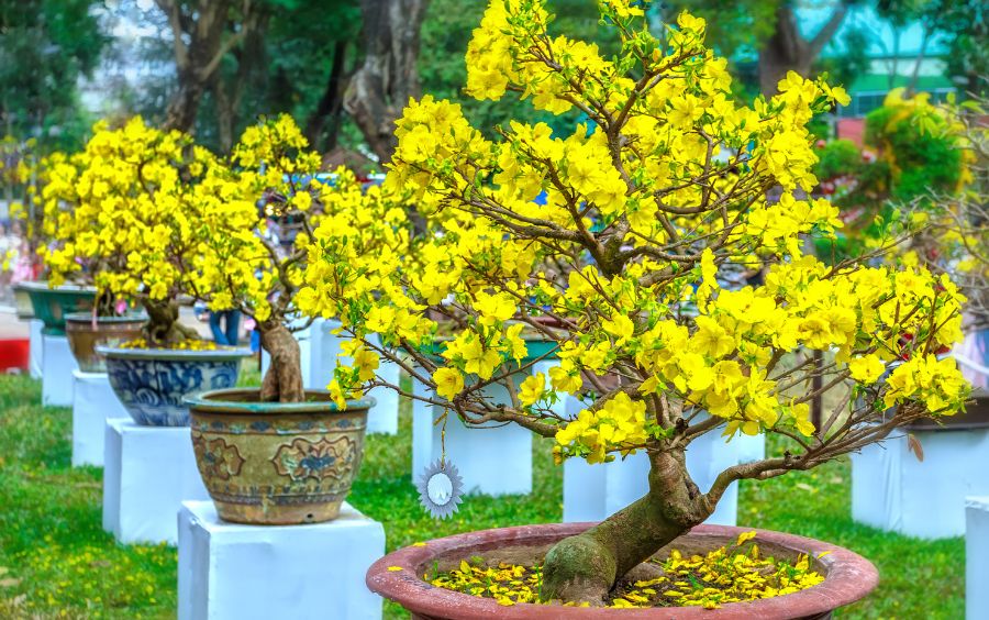 mai bonsai