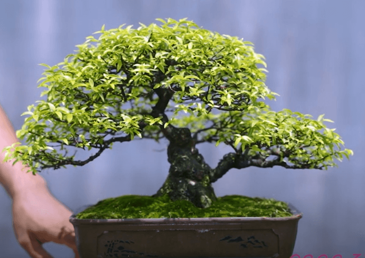 mai chiếu thủy bonsai