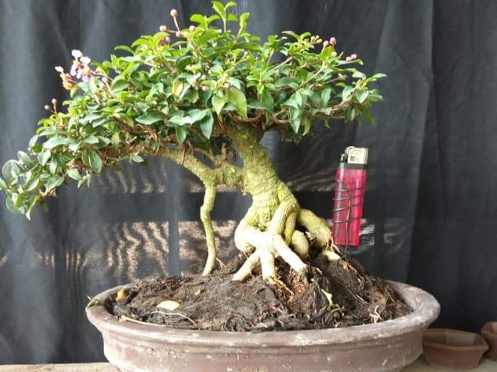 hồng ngọc mai bonsai