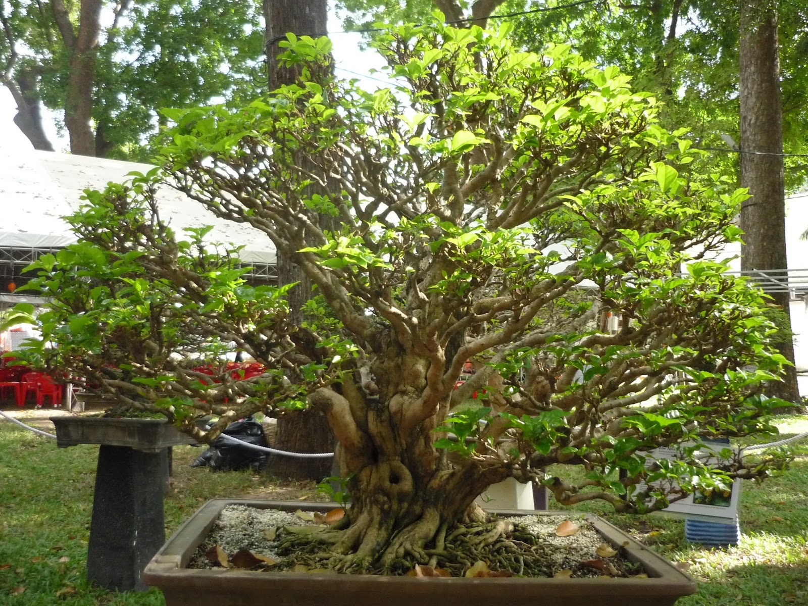 cây chòi mòi bonsai