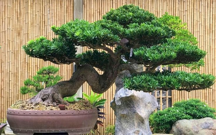 tùng la hán bonsai