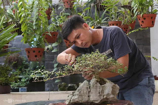 hải châu bonsai