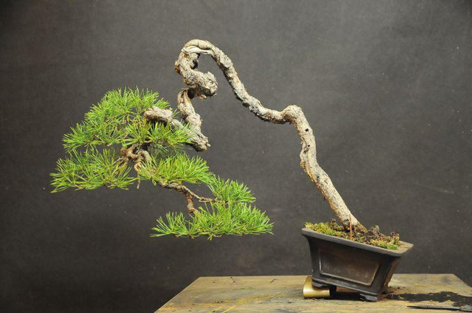 bonsai văn nhân quái