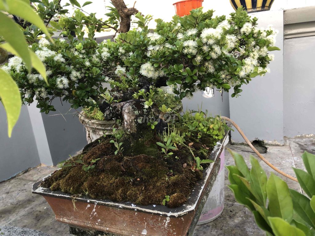 hải châu bonsai