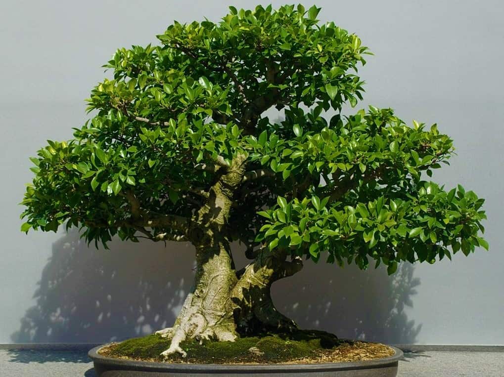 cây cần thăng bonsai