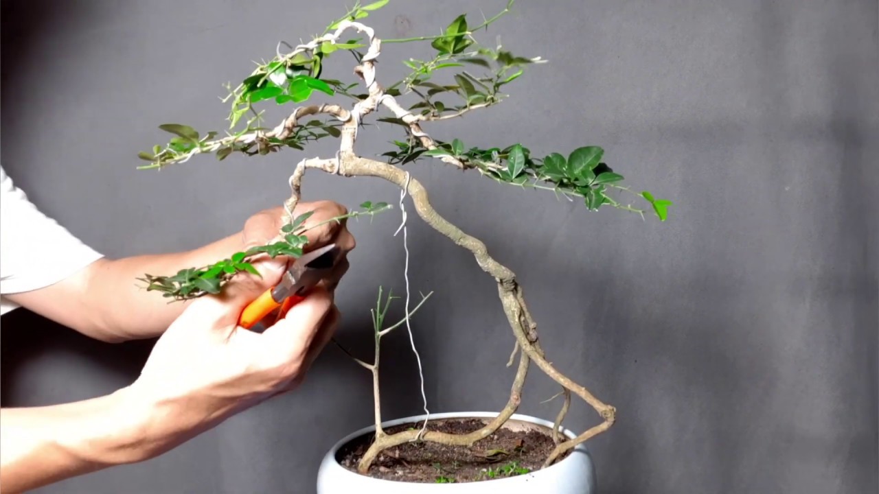 cây kim quýt bonsai