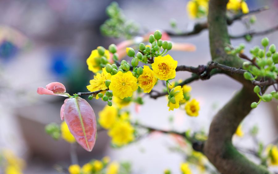 mai bonsai