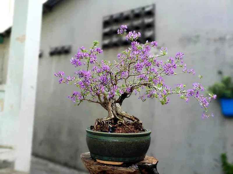 linh sam bonsai