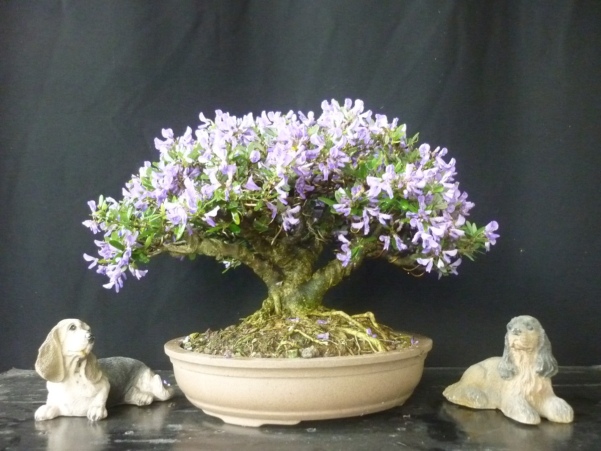 linh sam bonsai