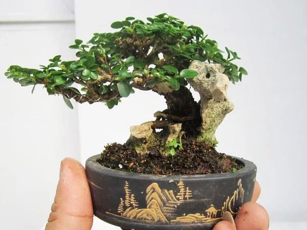 sam hương bonsai