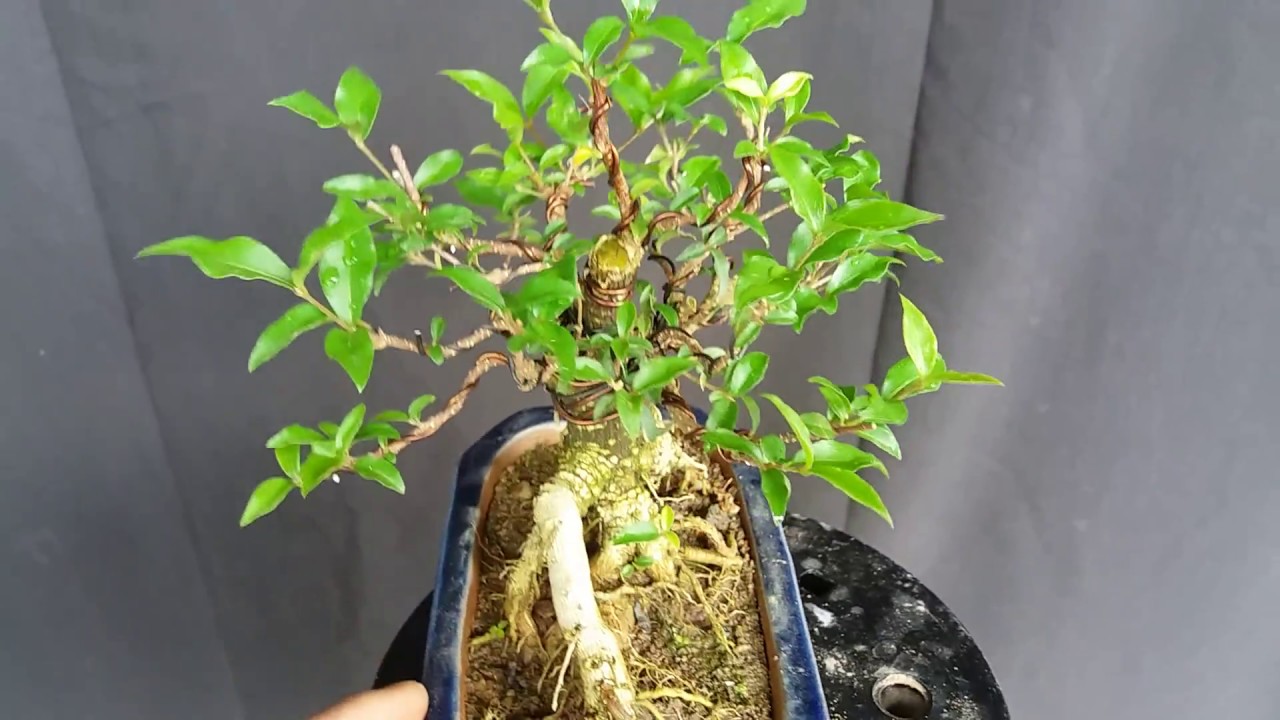 hồng ngọc mai bonsai