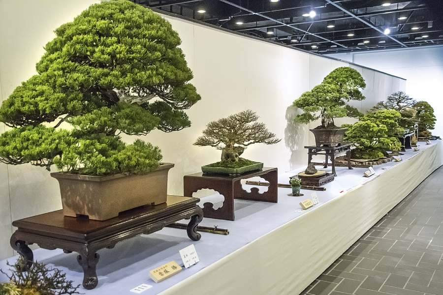 tùng la hán bonsai