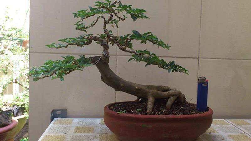 cây kim quýt bonsai