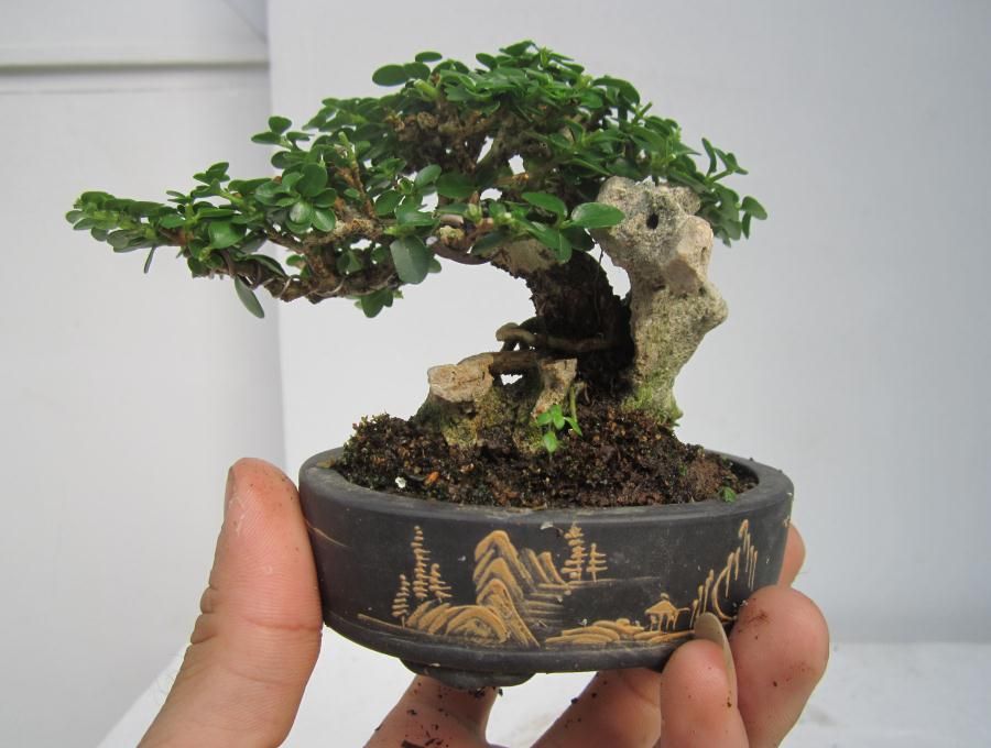 Cây bonsai mini